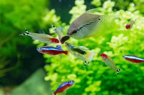 Cardinal Tetra Fish Care: Size, Lifespan, Tank Mates, Breeding & More