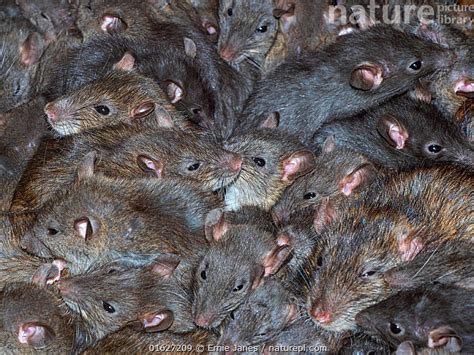 Stock photo of Mass of Brown rats (Rattus norvegicus) in farm barn ...