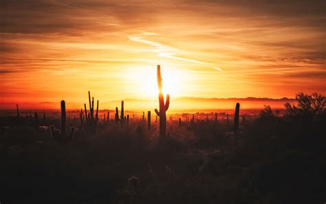 Download Cactus Field Sunset Nature HD Wallpaper for laptop Wallpaper - GetWalls.io