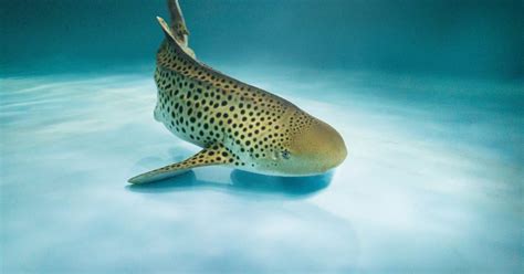 National Aquarium - Introducing Zuri the Zebra Shark