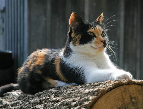 calico cat | Calico Cats & Torties | Cute cats, Cat breeds, Cats