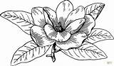 Magnolia Coloring Page  Free Printable Coloring Pages sketch template