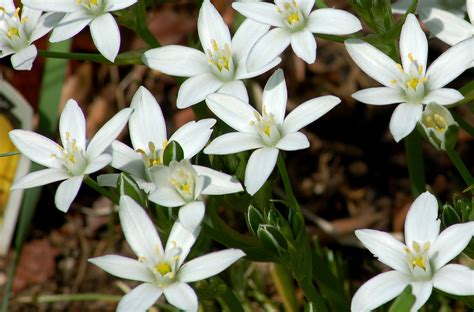 How to Grow and Care for Star of Bethlehem Plants