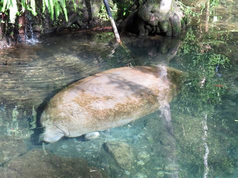 Florida Manatee - NatureCoaster.com