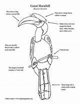 Hornbill Coloring Pages sketch template