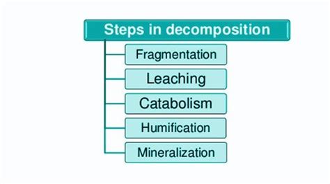 Decomposition - Stages and Mechanism of Decomposition Process