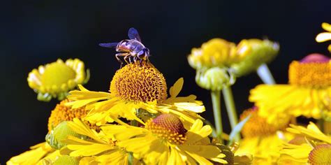 Free picture: bee, pollen, pollination, flower, plant, honey