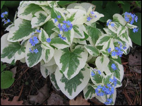 VARIEGATED BRUNNERA – Hinsdale Nurseries