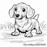 Dachshund Coloring Pages  Free & Printable sketch template