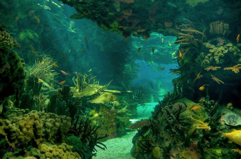 Underwater photography HD wallpaper | Wallpaper Flare