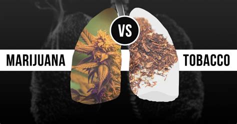 Smoking Weed VS Tobacco : Which One is More Damaging to Your Health? | Greendorphin.com