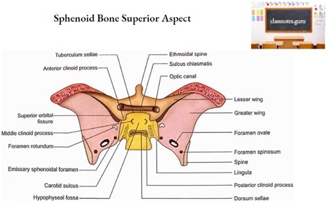 Sphenoid Bone: Anatomy, Function And Development Notes - Class Notes