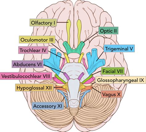 Pin by Pedro Antonio on neuroscience | Cranial nerves, Nerve anatomy, Cranial nerves anatomy