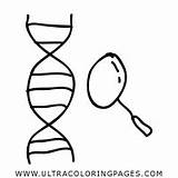 Biology Coloring Pages For Kids  Free To Print sketch template