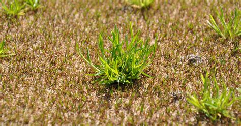 How to Control Poa Annua and Properly Manage Herbicide Resistance