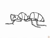 Ant Coloring Pages For Preschoolers sketch template