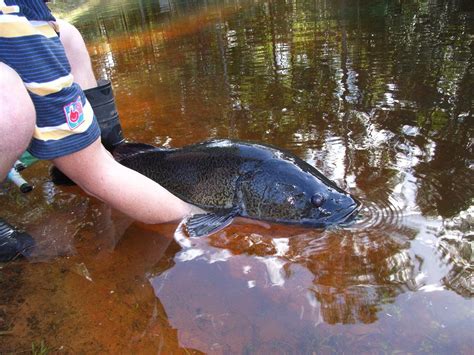 Fishers urged to help protect endangered Mary River Cod | Fraser Coast Chronicle