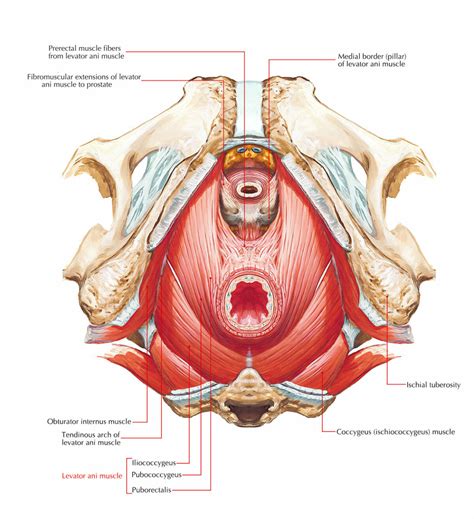 Understanding the Pelvic Floor Muscles and Pelvic Pain - Somatic Movement Center