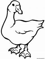 White Goose Printable Animal Sa936 Coloring Pages sketch template