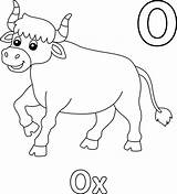 Ox Alphabet ABC Coloring Page O 10387884 Vector Art At Vecteezy sketch template