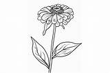 Zinnia Flower Coloring Page Graphic By Forhadx5 · Creative Fabrica sketch template