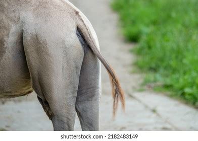 1,632 Camel tail Images, Stock Photos & Vectors | Shutterstock