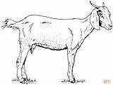 Goat coloring page  Free Printable Coloring Pages sketch template