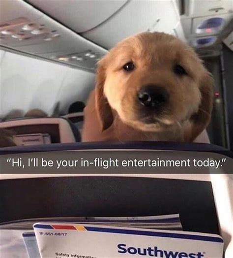 Hey, There's a Dog On Plane (12 Pics) | Funny dogs, Funny dog memes ...