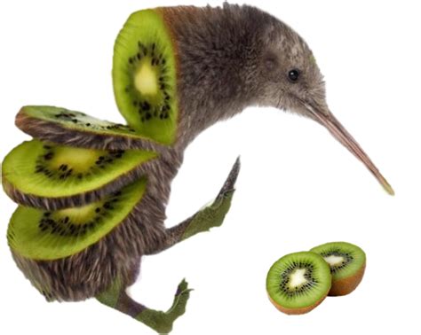 Kiwi Bird PNG Photo | PNG All