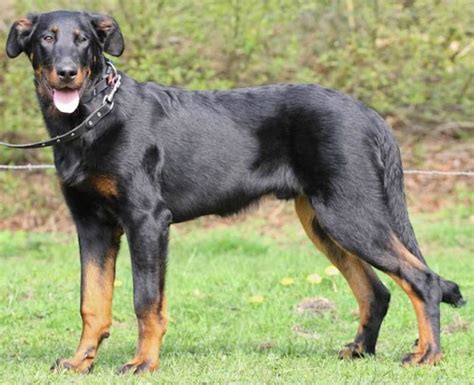 Beauceron - Beauce shepherd (Berger de Beauce) - Bas Rouge - Dog Breed Info, FAQs