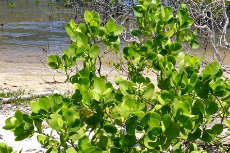 Sonneratia alba | Sonneratia alba is a mangrove tree in the … | Flickr