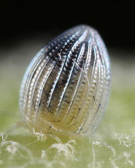 All of Nature: Monarch Butterfly Egg Hatching