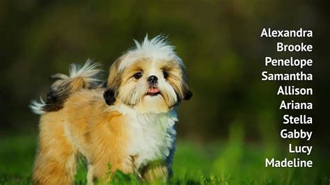 Shih Tzu Names - YouTube