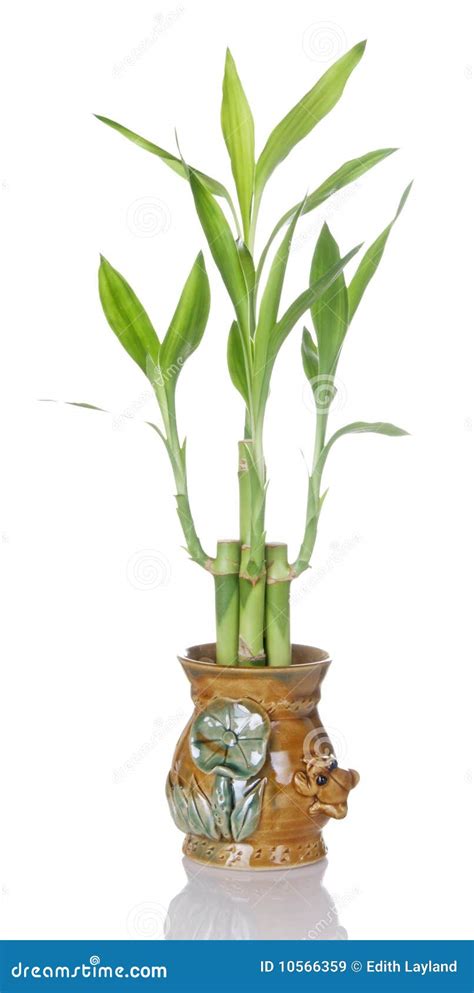 Lucky Bamboo Plant In Ceramic Pot Royalty Free Stock Images - Image: 10566359