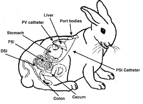 41 rabbit digestive system diagram - Diagram For You