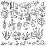 Free Seaweed Drawings Coloring Pages Sketch Page sketch template
