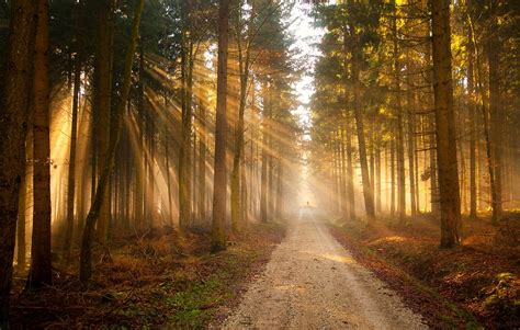 Wallpaper : forest, Sun, rays, road, trail, silhouette, trees, light ...