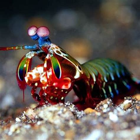 The Peacock Mantis Shrimp: Nature's Badass