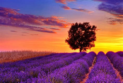 Sunset over lavender field | Lavender fields, Lavender fields provence, Landscape