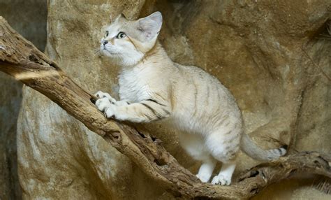 Sand cat | Smithsonian's National Zoo and Conservation Biology Institute