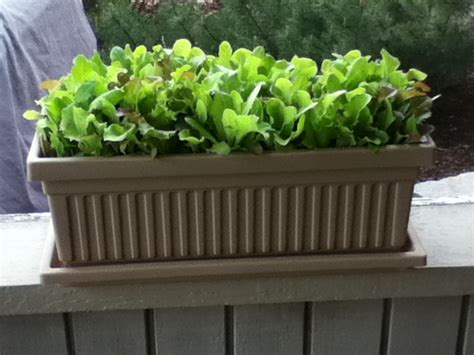 PFT004: Growing Salad Greens in Containers - Enjoy Time Outdoors