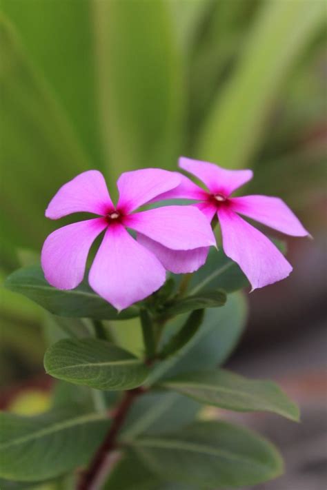 three pink flowers with green leaves in the background