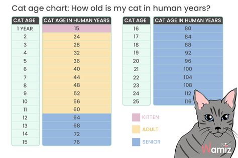 Find out your cat's age with our cat age calculator