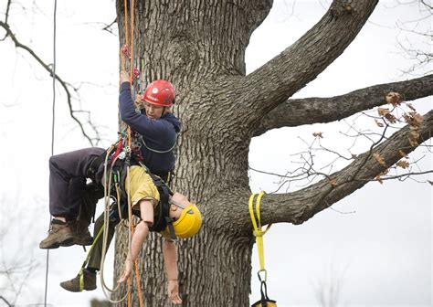 Professional tree climbers show off speed and safety at Blacksburg competition