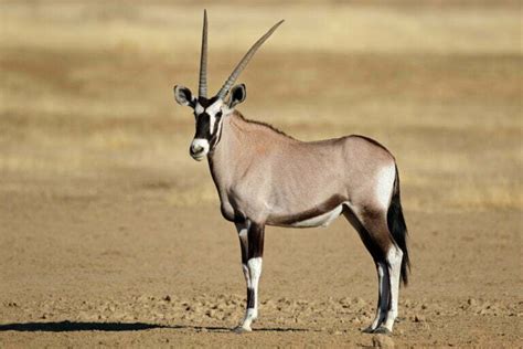 Oryx Symbolism - Spirit Animal Totems