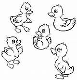 Cute Five Little Ducks Coloring Page  Download Print Or Color Online sketch template