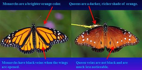 Identifying Monarchs - The Magnificent Monarch Butterfly