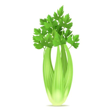 Celery Illustrations, Royalty-Free Vector Graphics & Clip Art - iStock