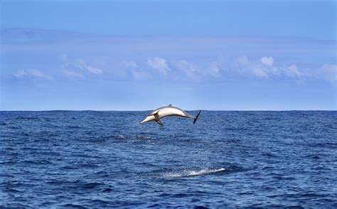 Dolphin Sea Indian Ocean · Free photo on Pixabay