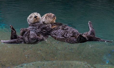 Ever Seen Otters Holding Each Others Hands? There You Go!